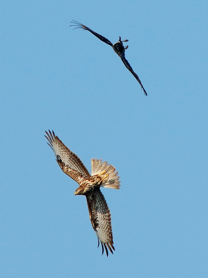 Ad ali spiegate, il sogno di Icaro.